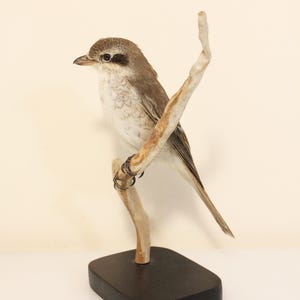 Peut inclure: Un oiseau naturalisé perché sur une branche de couleur claire, monté sur une base rectangulaire noire. L'oiseau a des plumes brunes et blanches, une bande sombre autour de l'œil et un petit bec. La branche est fixée à la base par des anneaux métalliques.