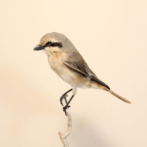 Peut inclure: Un oiseau naturalisé avec des plumes beiges et grises, perché sur une petite branche. L'oiseau a un bec noir et une bande sombre à travers l'œil. Le fond est de couleur beige clair.