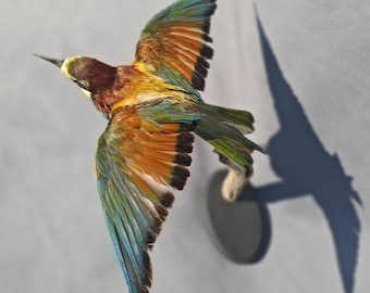 Puede incluir: Un abejaruco europeo disecado en pleno vuelo, con un plumaje vibrante en tonos castaño, amarillo, azul y verde. El ave está montada sobre una pequeña base circular oscura con una percha de madera, capturada desde un ángulo elevado.