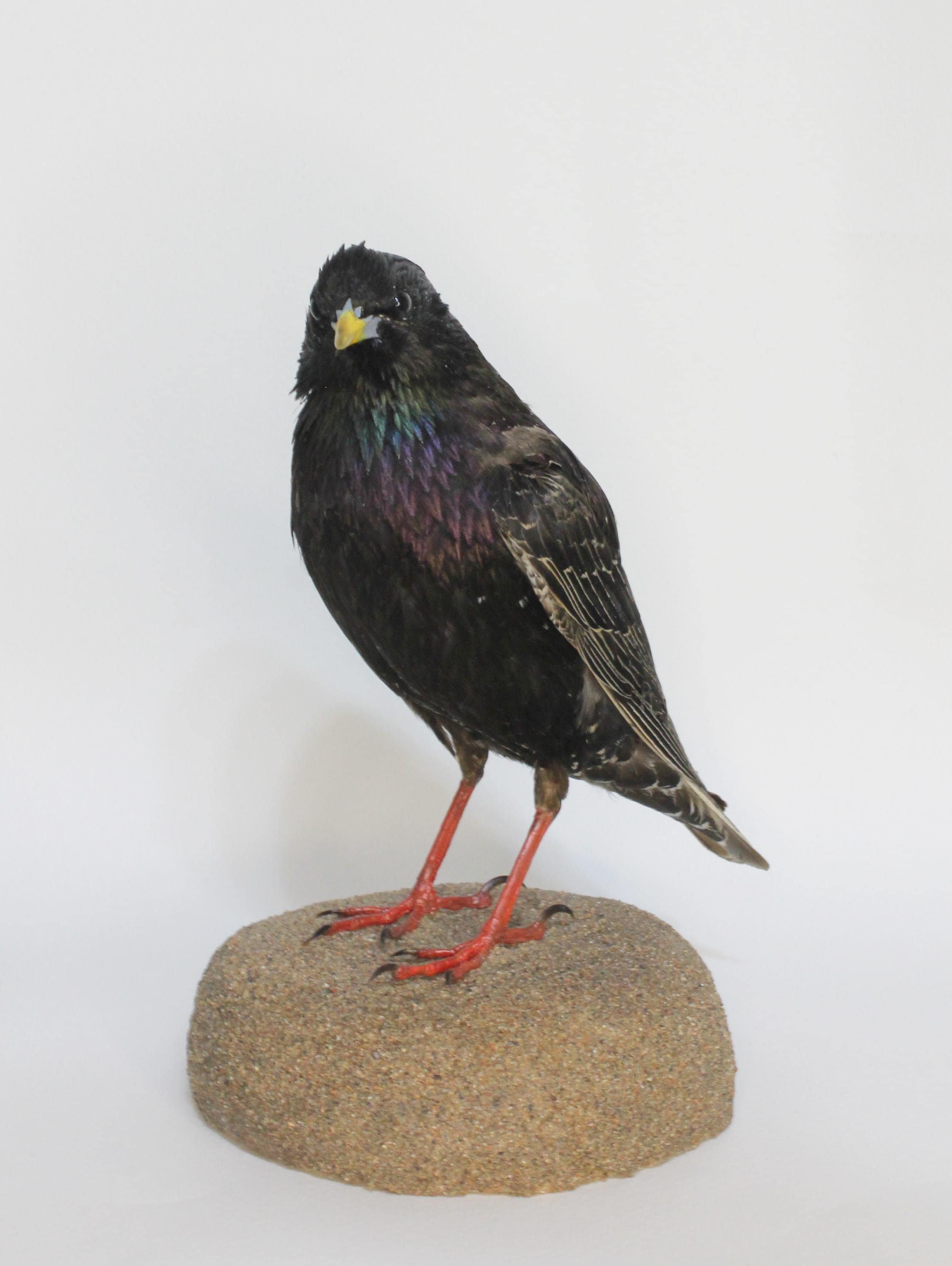 【鳥剥製】エンビシキチョウ 標本 スズメカラス ムクドリ ハト ワシ　フクロウ ムクドリの剥製 - Etsy 日本