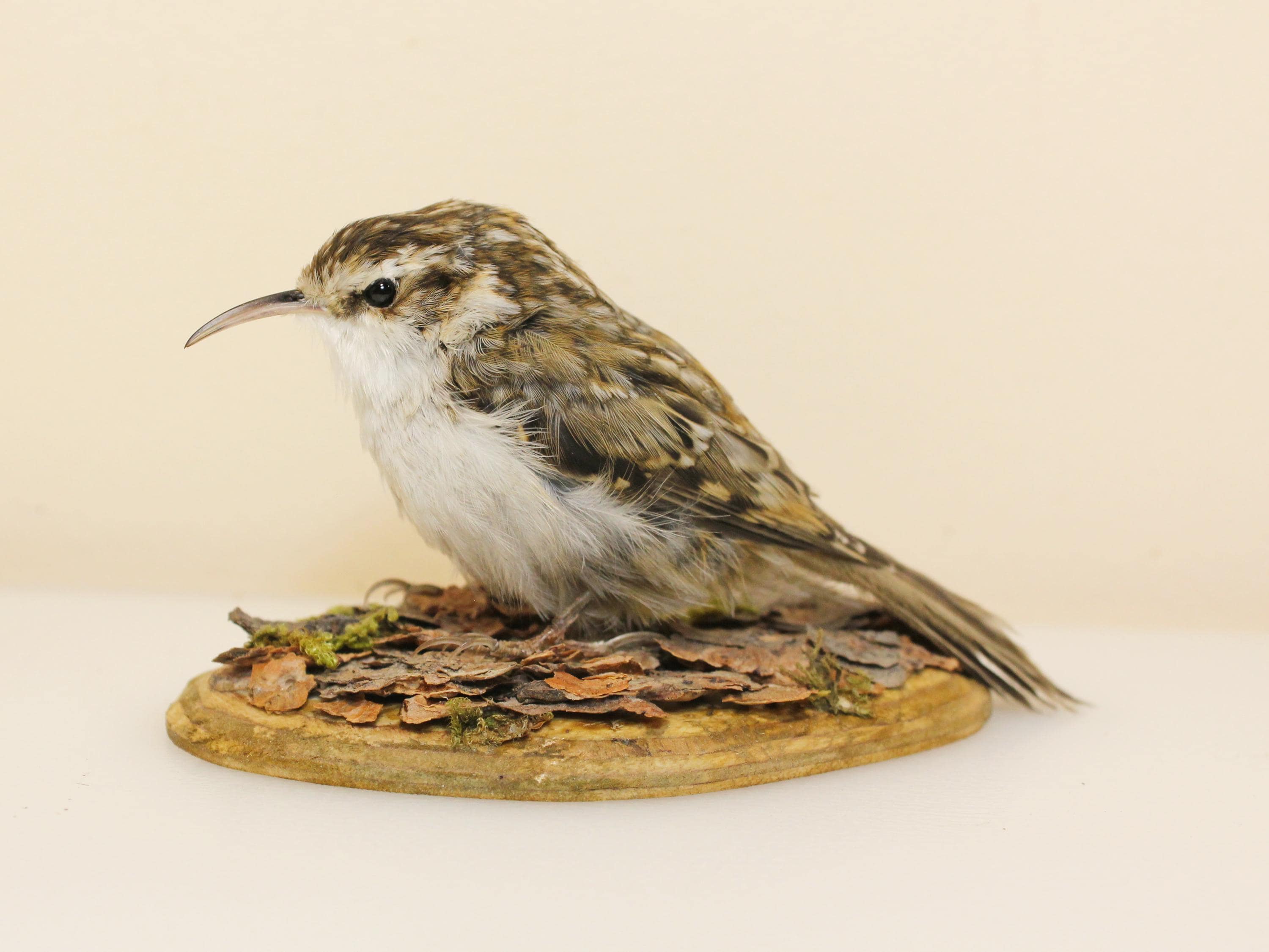 Bird skin taxidermy - Etsy 日本
