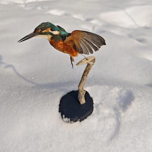 Antique taxidermy parrot - Etsy 日本