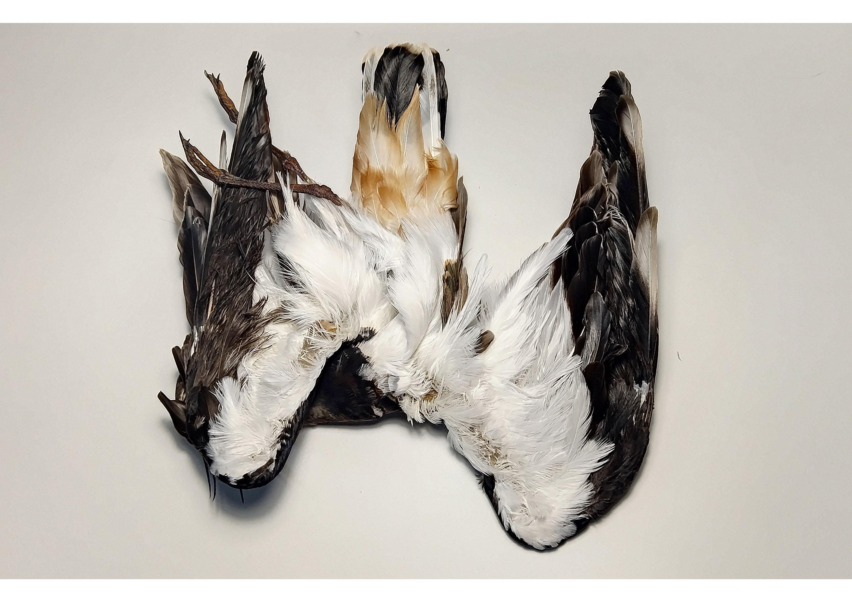 Taxidermy lapwing - Etsy 日本