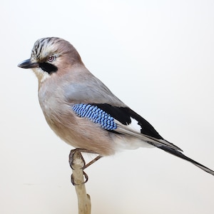 Könnte beinhalten: Detaillierte Abbildung eines Eichelhähers, der auf einem kleinen Ast sitzt. Der Vogel hat eine Mischung aus Farben, darunter hellbraun, grau, schwarz, weiß und blau. Die Flügel des Vogels haben einen auffälligen blauen Fleck, vor weißem Hintergrund.