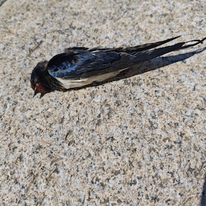 Könnte beinhalten: Ein kleiner Vogel mit schwarzen, blauen und weißen Federn liegt auf einem strukturierten, hellgrauen Stein. Der Kopf des Vogels ist rotbraun und seine Flügel weisen schillernde blaue Farbtöne auf. Der lange, gegabelte Schwanz des Vogels erstreckt sich nach rechts.