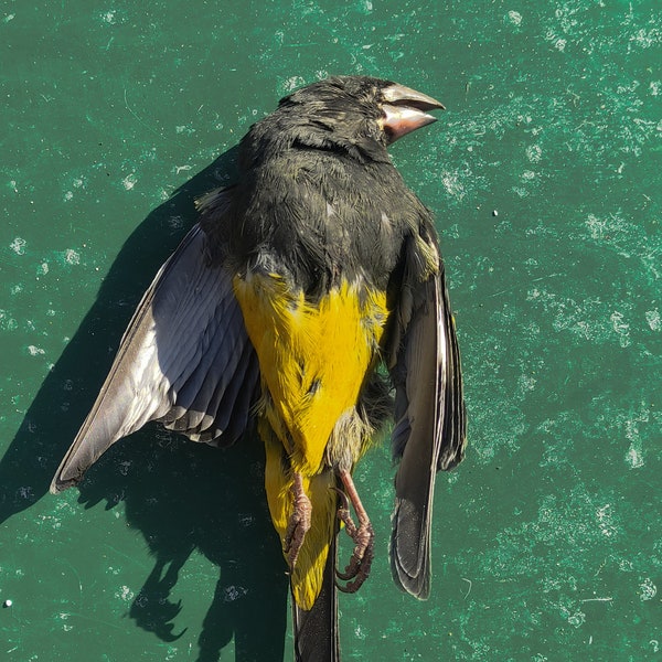 Taxidermie de peau salée de Cardinal à ailes blanches