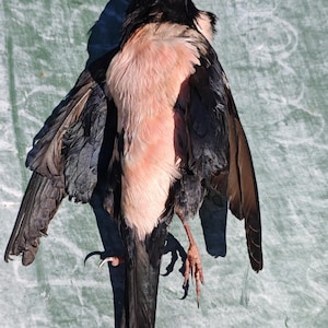 Op de afbeelding: Een dode vogel met zwarte en roze veren, liggend op een groene ondergrond. De vleugels van de vogel zijn gespreid en tonen de details van zijn veren. De vogel heeft een roze snavel en zichtbare klauwen.