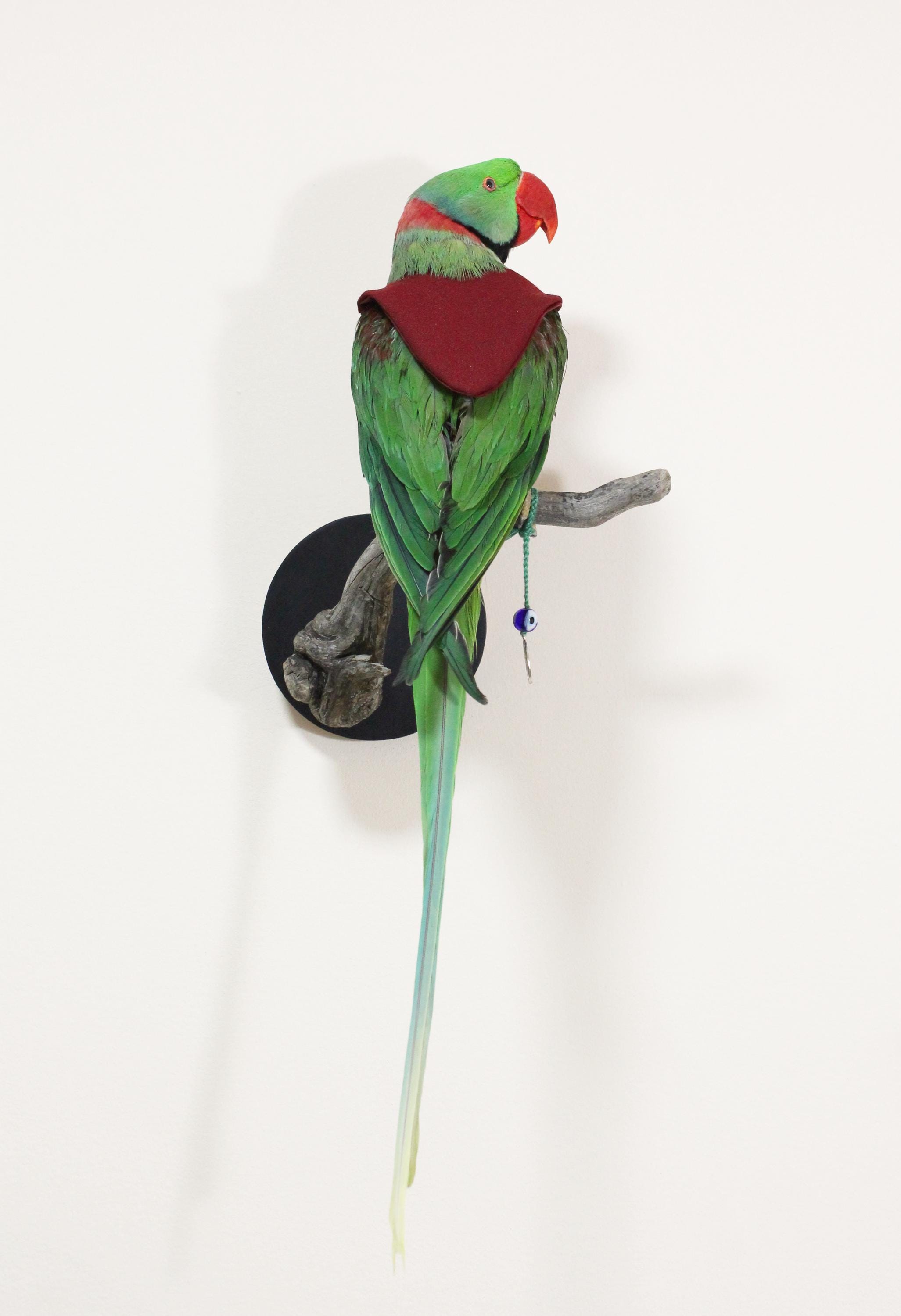 オグロインコの剥製 Antique taxidermy parrot - Etsy 日本