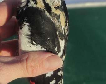 Grote bonte specht gezouten huidtaxidermie