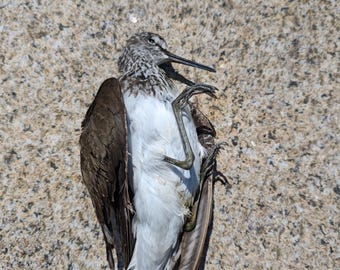 Green sandpiper salted skin