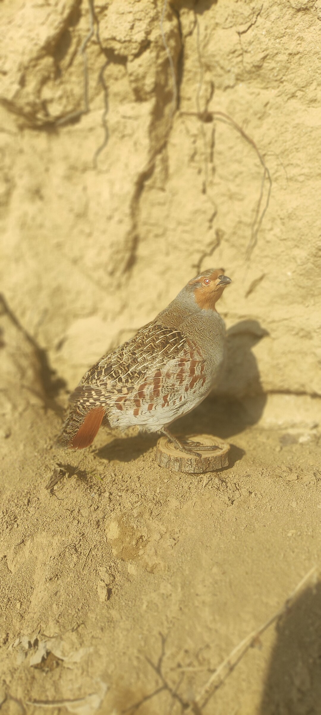 Perdrix Grise Naturalisée - Taxidermie Française - Spécimen Oiseau