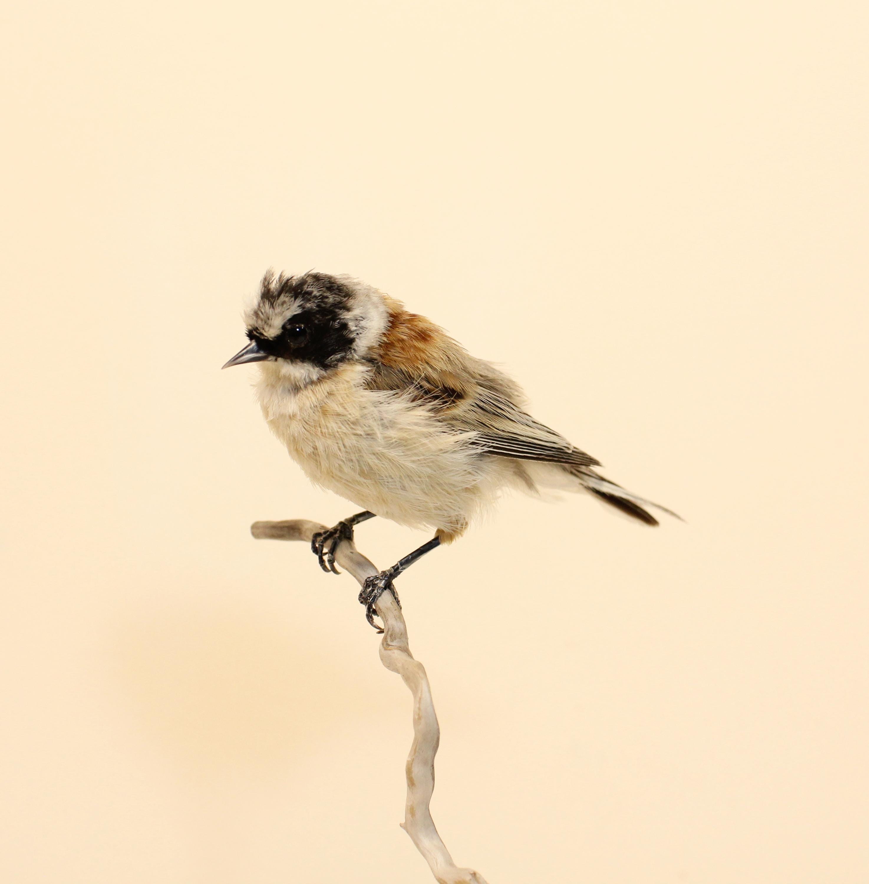 Antique taxidermy parrot - Etsy 日本