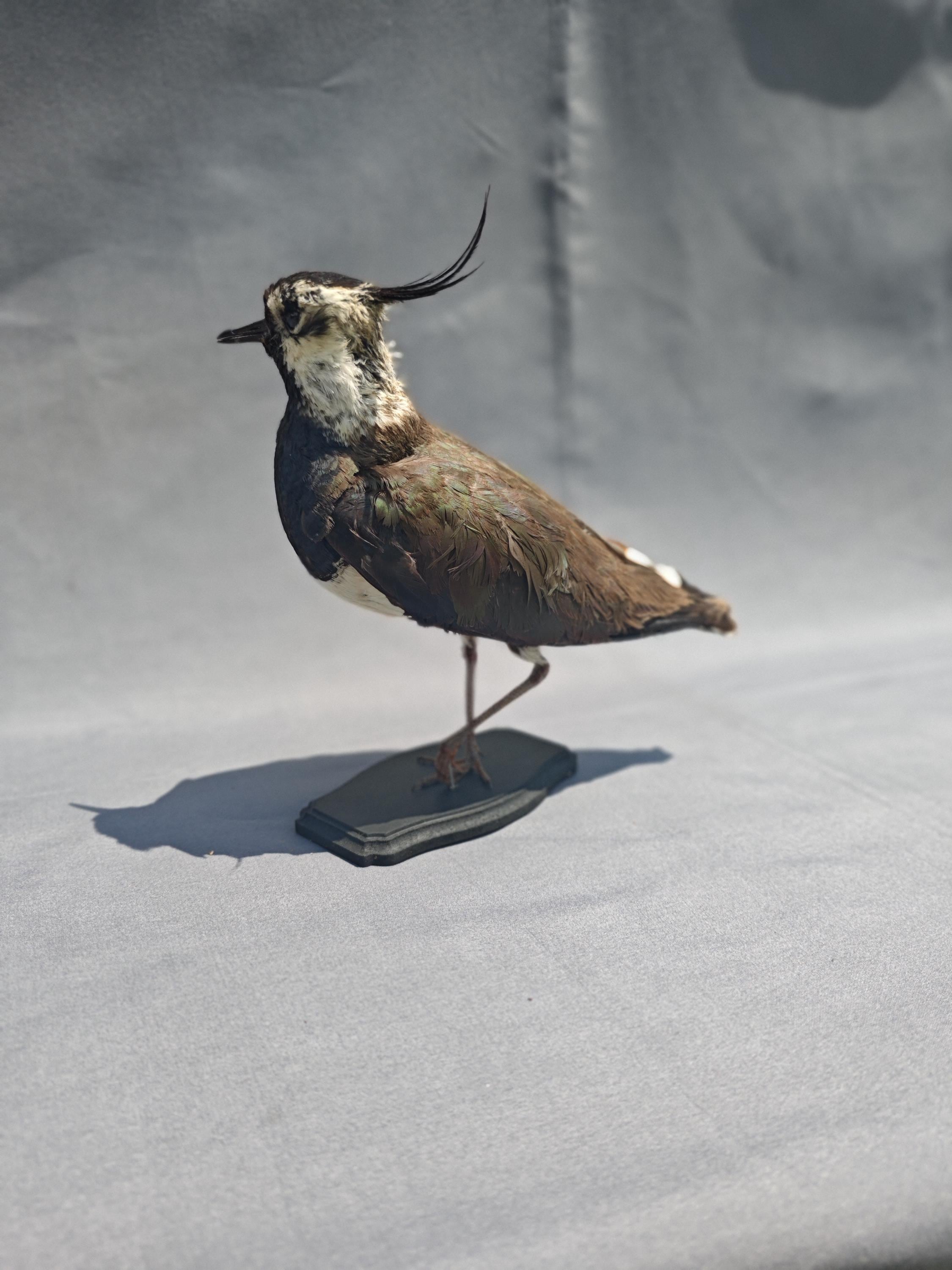 Northern Lapwing Taxidermy - Etsy Canada