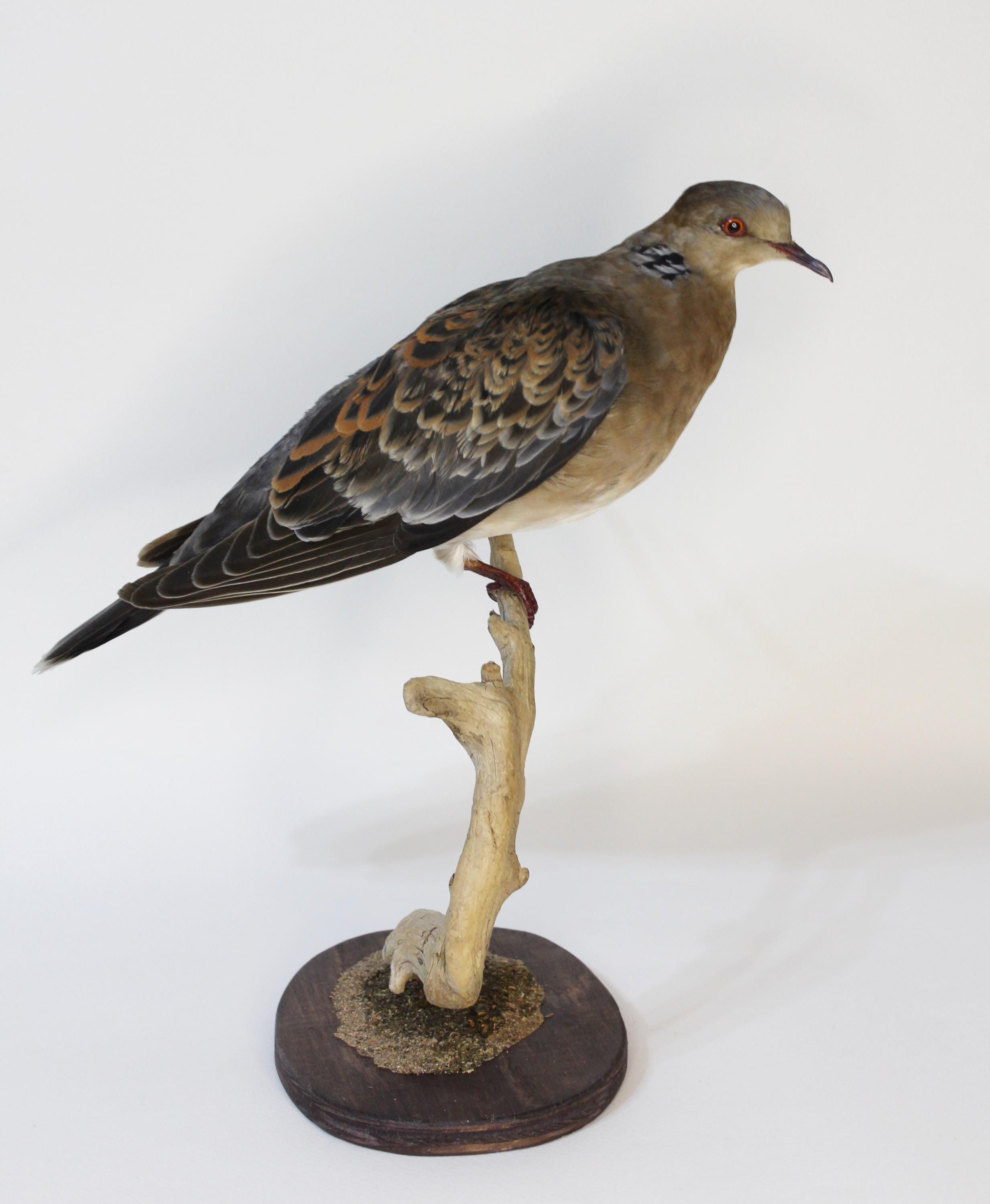 Taxidermy Dove