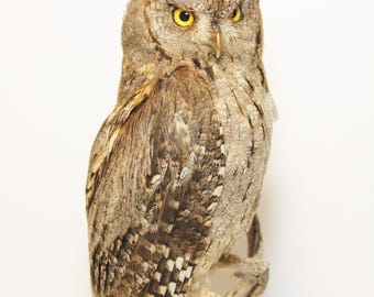 EURASIAN scops Owl bird taxidermy mount