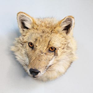 Puede incluir: Cabeza de coyote disecada con pelaje marrón y beige, ojos color ámbar y nariz negra. Las orejas del coyote están erguidas y su pelaje es detallado. La cabeza está montada sobre un fondo gris claro.