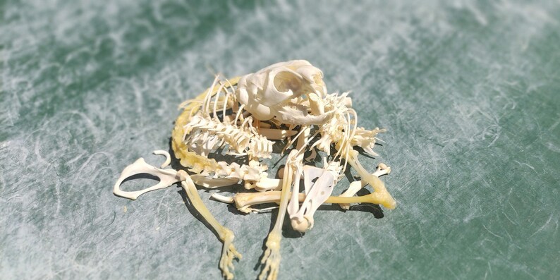 Rodent Ribs Full Skeleton of Chillas Pet Taxidermy - Etsy