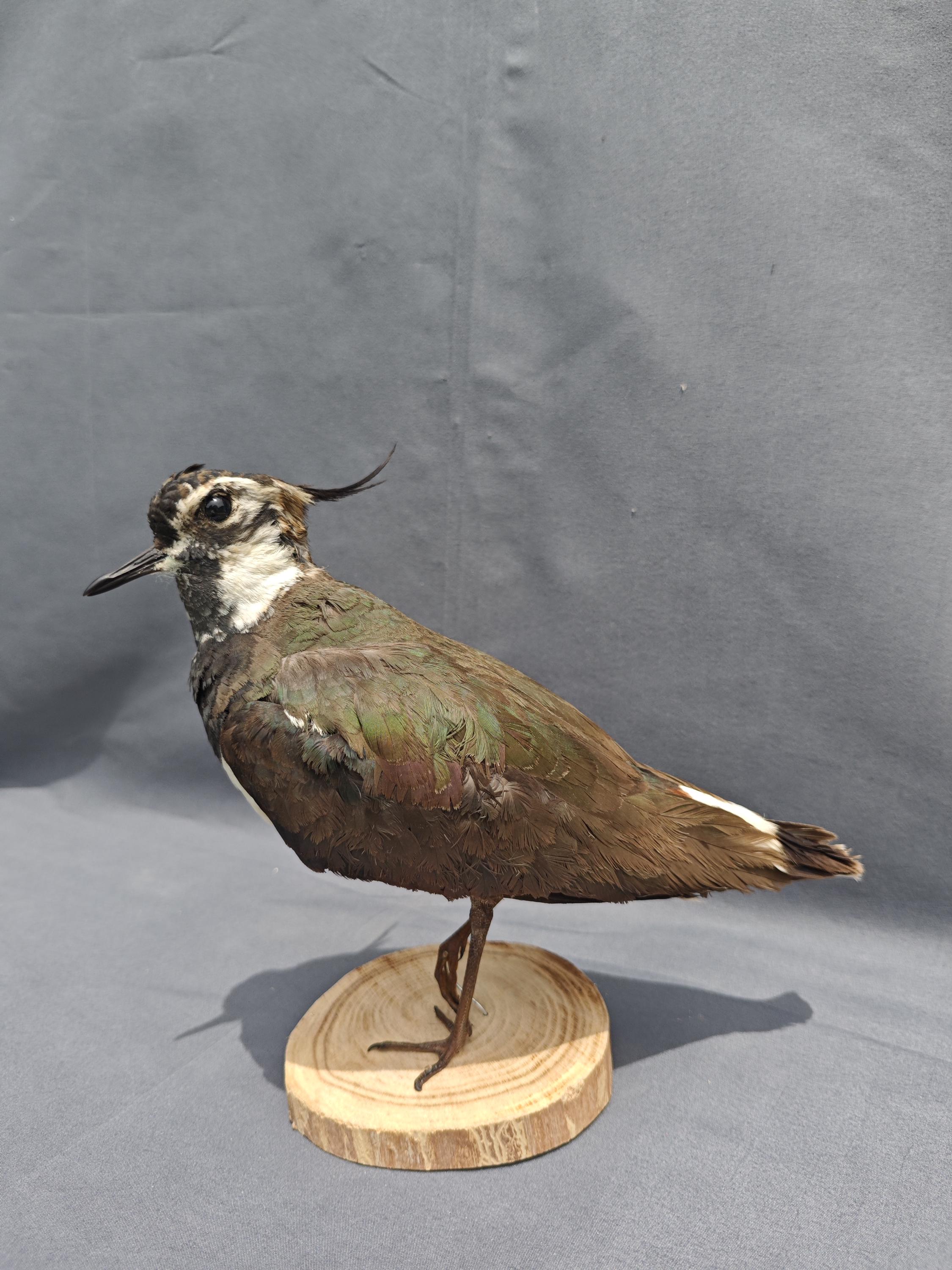 Dipper Bird Figurine - Etsy