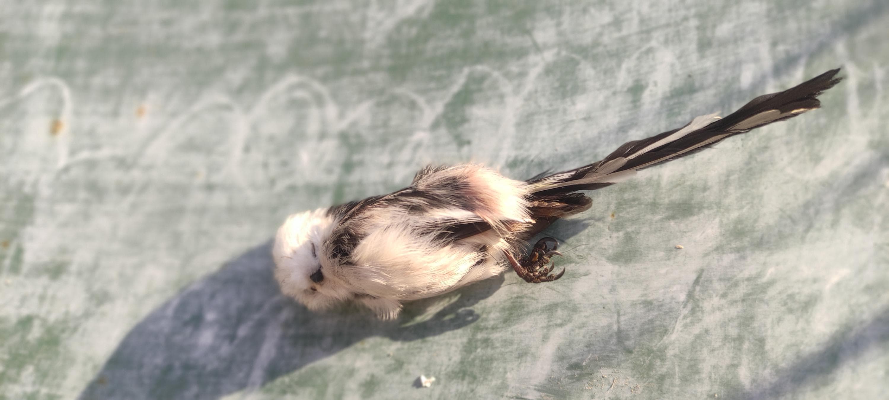 Bird skin taxidermy - Etsy 日本