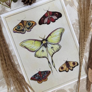 Moths and lunar moth painting illustration print