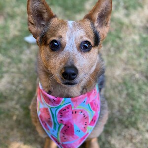 Watermelon Dog Bandana | Watermelon, summer, fruit, pool, fun | cute bandana for dogs