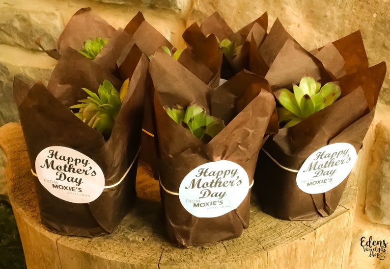 Event Gift Thank You Garden Favors Succulent Favors Custom Party Wedding Shower