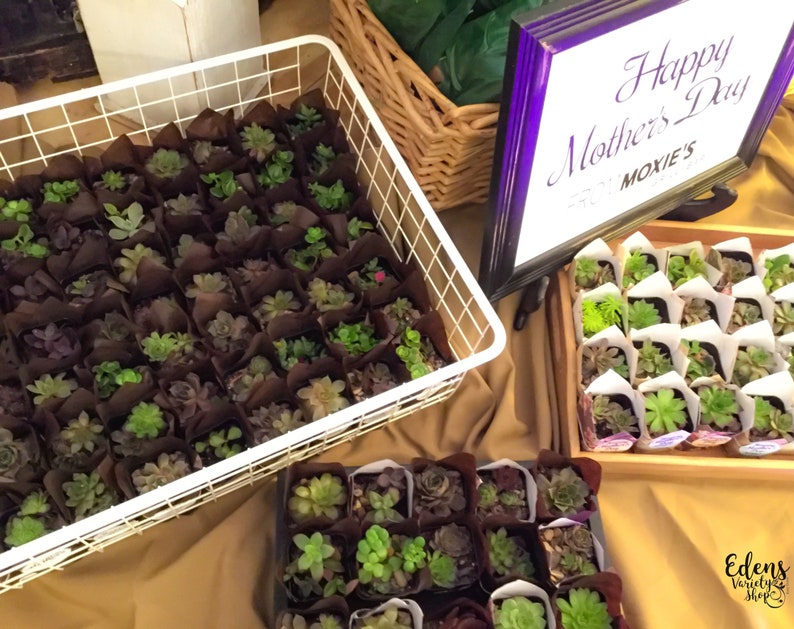 Event Gift Thank You Garden Favors Succulent Favors Custom Party Wedding Shower