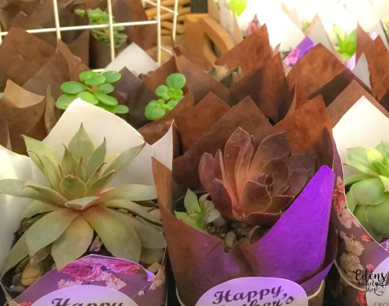 Event Gift Thank You Garden Favors Succulent Favors Custom Party Wedding Shower