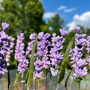 May include: A bouquet of purple lavender flowers with green stems and leaves. The flowers are arranged in a vase or on a table.
