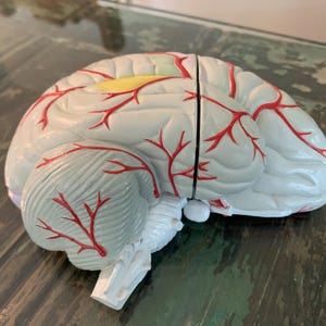 Human half Brain model anatomical anatomy brain Cross-Section mode medical training