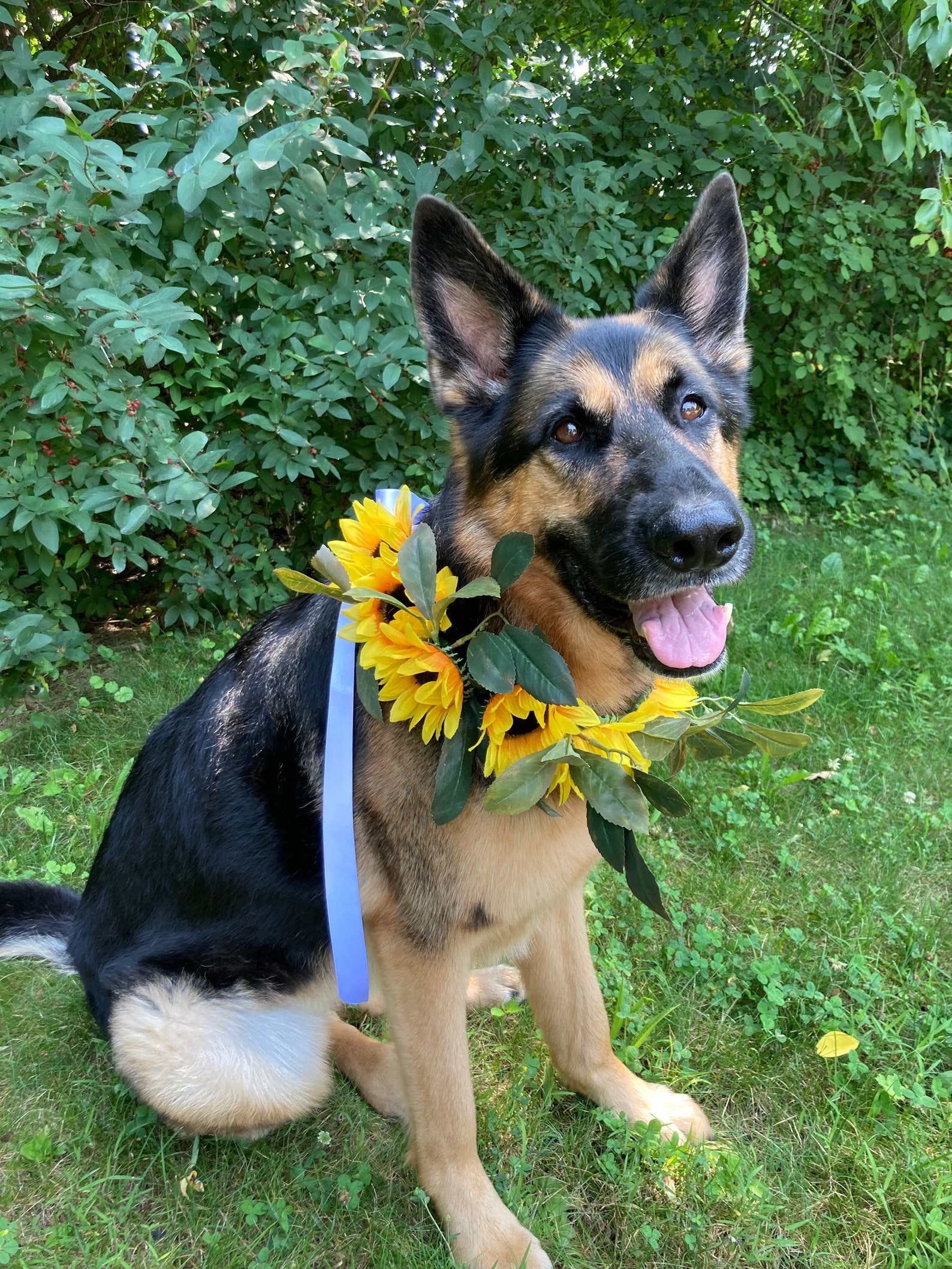 Sunflower Dog Wedding Flower Wreath Rustic Dog Floral Wedding Etsy