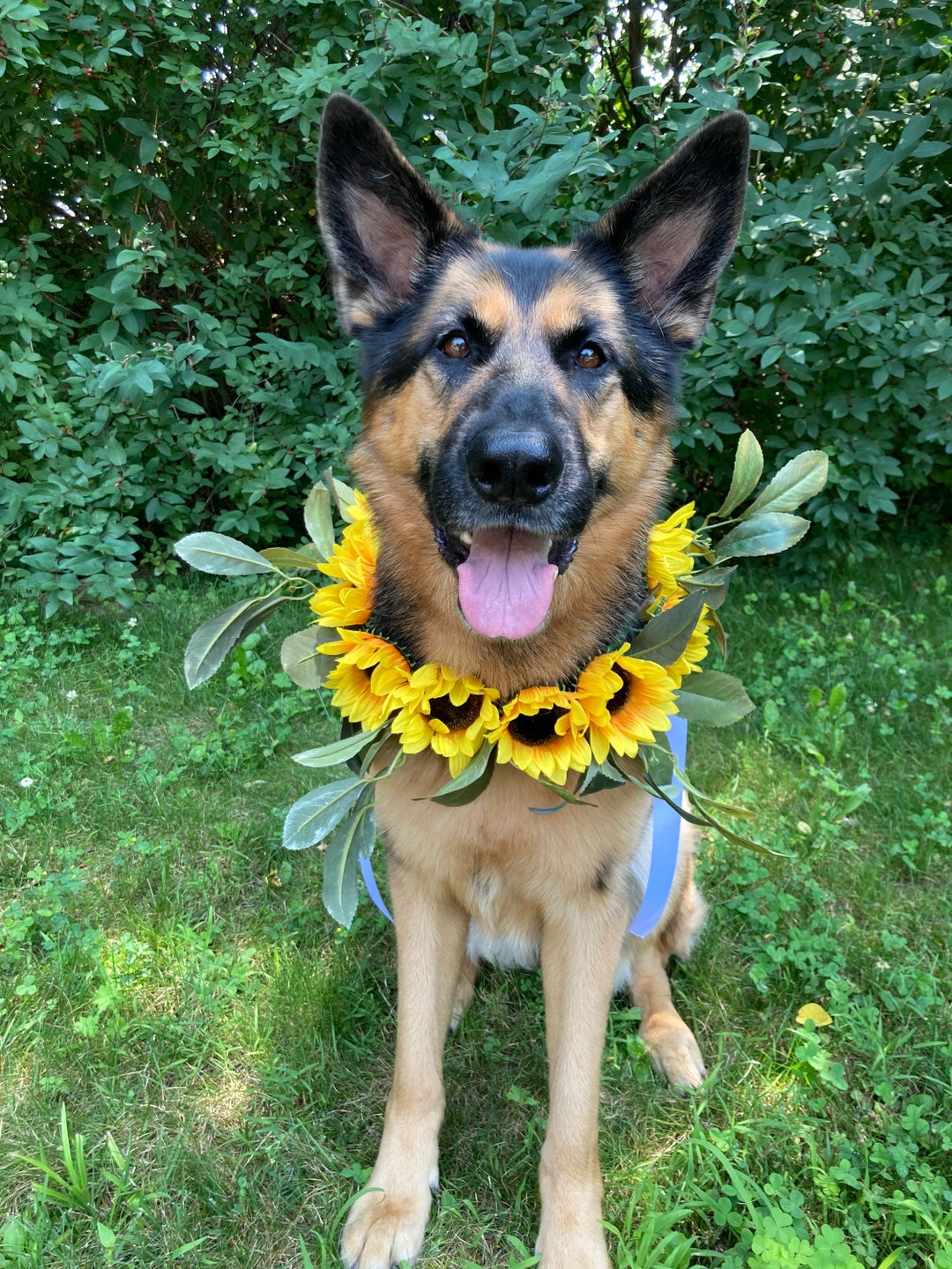 Sunflower Dog Wedding Flower Wreath Rustic Dog Floral Wedding Etsy