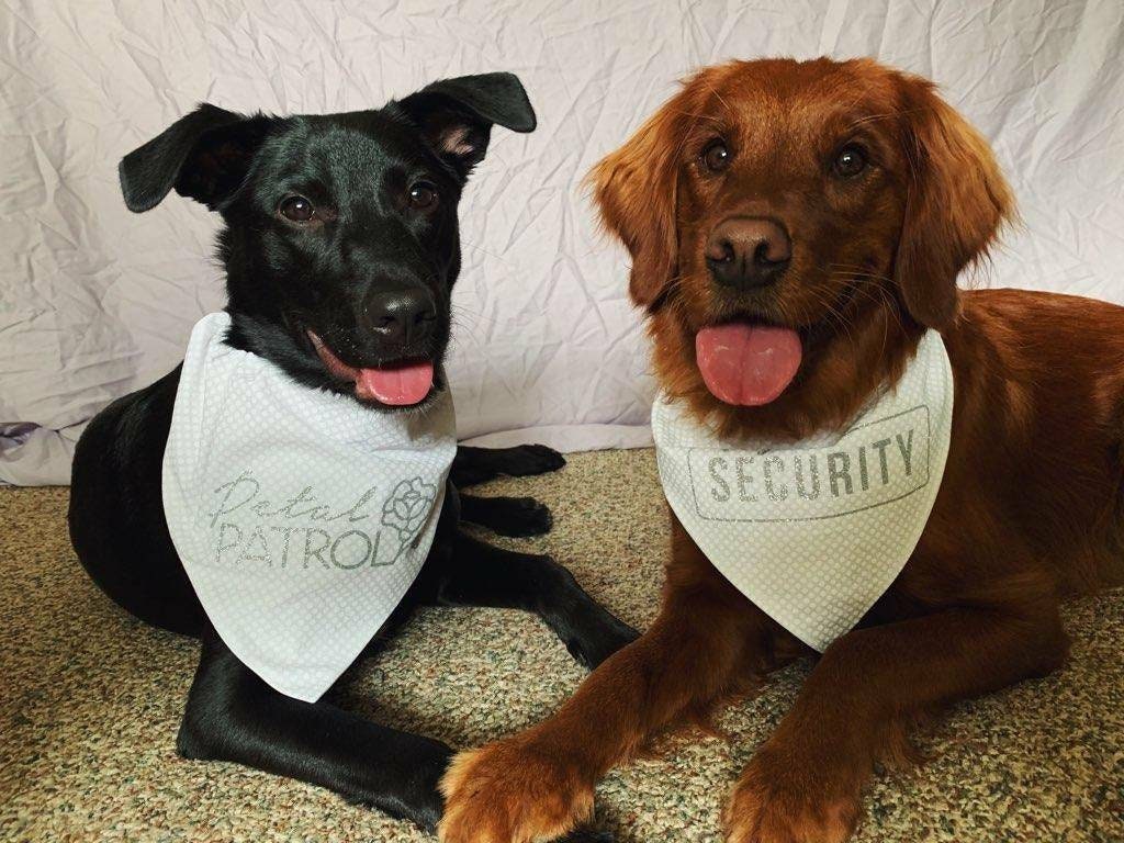 Engagement Gift, Best Dog Wedding Bandana, Strong D-Ring For