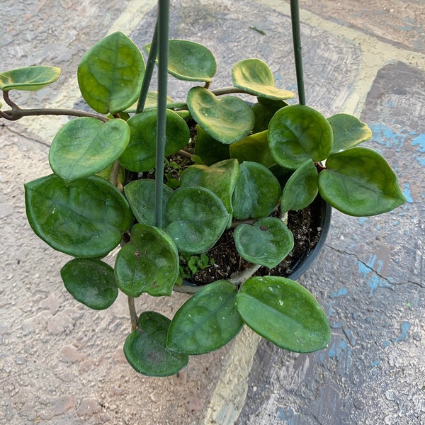 Hoya Chelsea shown in a 4” pot - picture of plant you will receive, shipping FREE from FL