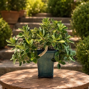 May include: A bonsai tree with vibrant green leaves and a light brown trunk sits in a dark teal square pot. The tree is on a round wooden table, with a stone staircase and greenery in the background. The bonsai is a decorative plant.