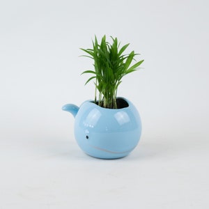 May include: A light blue ceramic whale planter with a small green plant growing inside.