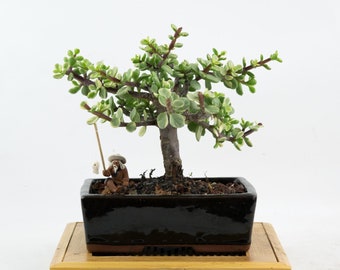 White Jade Variegated Bonsai: Dwarf Portulacaria Afra in 6" Pot