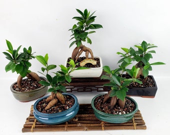 Ginseng Ficus Bonsai Tree, Unique Indoor/Outdoor Gift (6" Pot)