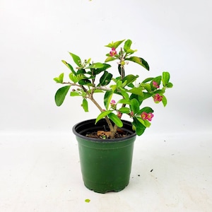 Acerola Barbados Cherry Live Pre-Bonsai in 4&quot; Pot - Malpighia Punicifolia bloom pink mini flowers, fruit tree with edible cherries