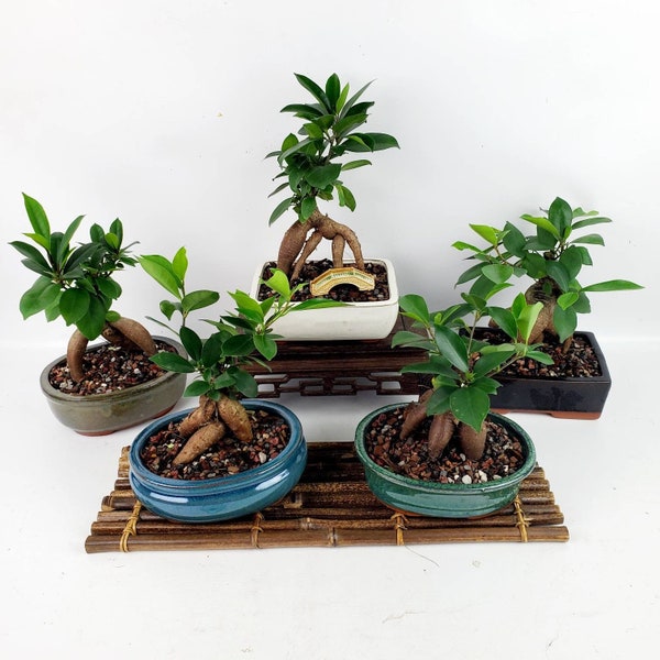 Ginseng Ficus Live Bonsai Tree in a 6" Bonsai Pot, Indoors or Outdoors, Unique Gift