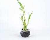 Indoor plant Lucky Bamboo in a Small blowfish Pot, planter, wedding deco, Housewarming Unique birthday holiday gift