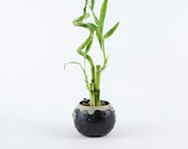 Indoor plant spiral Lucky Bamboo in a large blow fish Pot, wild animal planter, wedding deco, Housewarming Unique birthday holiday gift