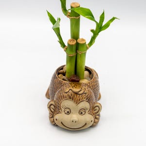 Puede incluir: Una planta de bambú de la suerte en una maceta de cerámica con forma de mono. La planta presenta tallos y hojas de color verde brillante. La maceta marrón tiene un diseño de cara de mono sonriente y está llena de piedras pequeñas.