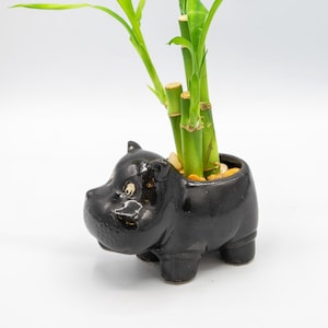 Op de afbeelding: Een zwarte keramische nijlpaardplanter met groene geluksbamboe stengels en bladeren. De planter is gevuld met kleine kiezelstenen. De plant heeft meerdere stengels en lange, levendige groene bladeren.