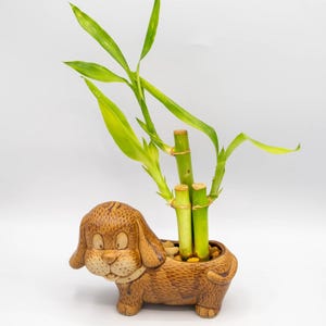 May include: A brown ceramic dog-shaped planter holding a lucky bamboo plant. The planter has a detailed design and is filled with small pebbles. The bamboo stalks are green with vibrant green leaves.
