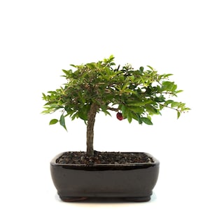 Barbados Cherry Bonsai – Live Flowering Tree with Pink Blossoms & Edible Fruit |7&quot; Black Ceramic Pot | Indoor/Outdoor Gift for Gardeners