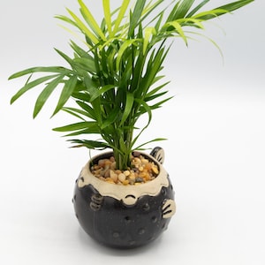 Op de afbeelding: Een kleine kamerplant met heldergroene bladeren en een vleugje geel. De plant staat in een zwarte keramische pot met een uniek ontwerp, gevuld met kleine kiezelstenen. De pot heeft een lichtgekleurde rand en decoratieve elementen.