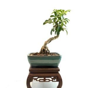 Dwarf Schefflera Bonsai Tree: Variegated Arboricola in 6&quot; Ceramic Pot