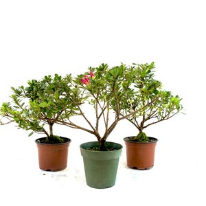 Chinzan Azalea Pre-Bonsai – 4&quot; Grow Pot | Pink Flowering Bonsai Tree | Rhododendron | Outdoor Pre-Bonsai Gift