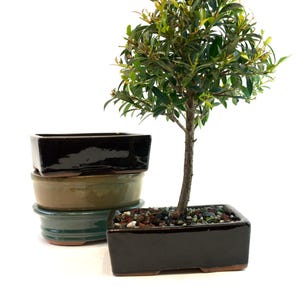 6&quot; Ceramic Bonsai Pot – Rectangle or Oval | Training Pot for Bonsai Tree | Drainage Holes + Mesh Screen | Indoor/Outdoor